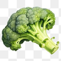 PNG Broccoli vegetable plant food. 