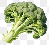 PNG Broccoli vegetable plant food. 