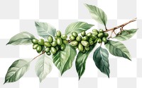 PNG Plant coffee leaf tree. 