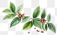 PNG Plant coffee leaf food. AI generated Image by rawpixel.