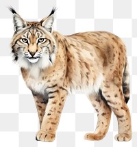 PNG Wildlife animal mammal carnivora. AI generated Image by rawpixel.