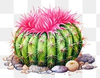 PNG Cactus plant creativity freshness. AI generated Image by rawpixel.