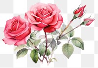 PNG Rose flower plant inflorescence