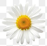 PNG Daisy flower petal plant. 