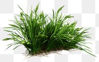 PNG Grass plant green wheatgrass. 