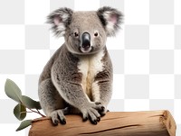 PNG Wildlife kangaroo animal mammal. AI generated Image by rawpixel.