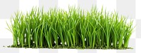 PNG Grass plant food lawn. AI generated Image by rawpixel.