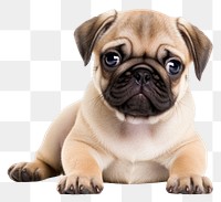 PNG Animal mammal puppy pug. 