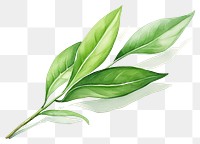 PNG Plant herbs leaf freshness. 