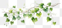 PNG Plant leaf ivy freshness