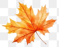 PNG Maple plant leaf tree
