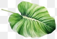 PNG Leaf plant green xanthosoma