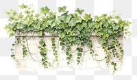 PNG Plant vine ivy architecture