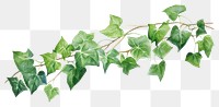 PNG Plant leaf ivy freshness