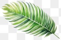 PNG Leaf plant palm leaf freshness. 