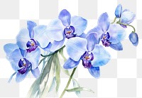 PNG Flower orchid plant blue. 