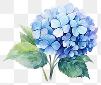 PNG Flower hydrangea plant leaf