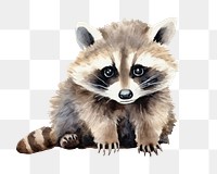 PNG Animal raccoon mammal cute. 