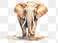 PNG Elephant wildlife animal mammal. 
