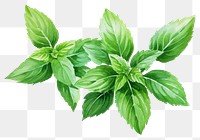 PNG Herbs plant leaf mint