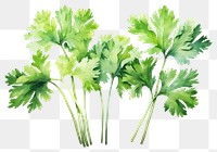 PNG Parsley herbs plant coriander. AI generated Image by rawpixel.