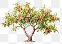 PNG Plant fruit peach freshness. AI generated Image by rawpixel.