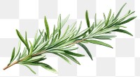 PNG Rosemary plant herbs leaf