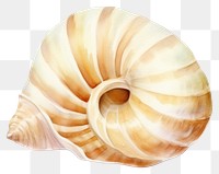 PNG Seashell animal conch invertebrate. AI generated Image by rawpixel.