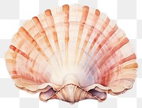 PNG Seashell seafood clam invertebrate. 