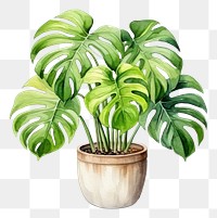 PNG Plant leaf white background houseplant. 