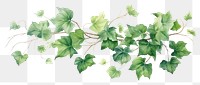 PNG Plant leaf ivy freshness