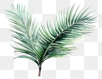 PNG Plant leaf tree freshness. 