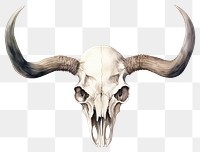 PNG Animal mammal white background animal skull. 