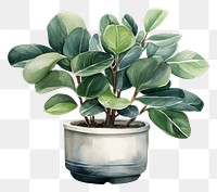 PNG Plant leaf white background houseplant. 