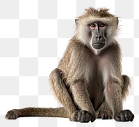 PNG Wildlife mammal animal monkey. AI generated Image by rawpixel.