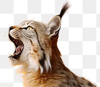 PNG Wildlife animal mammal pet. AI generated Image by rawpixel.