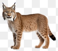 PNG Wildlife animal mammal lynx. AI generated Image by rawpixel.