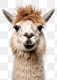 PNG Llama wildlife animal mammal. AI generated Image by rawpixel.