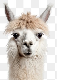 PNG Llama mammal animal alpaca. AI generated Image by rawpixel.