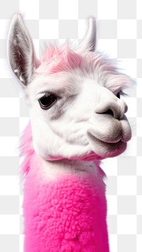 PNG Llama animal mammal alpaca. 