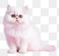 PNG Animal mammal kitten pet. AI generated Image by rawpixel.