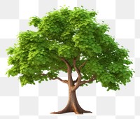 PNG Tree plant white background tranquility. 