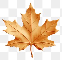 PNG Maple leaf plant tree. 