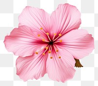 PNG Flower hibiscus blossom petal. AI generated Image by rawpixel.