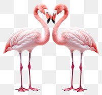 PNG Flamingo animal bird wildlife. AI generated Image by rawpixel.