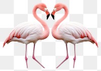 PNG Flamingo animal bird white background. AI generated Image by rawpixel.