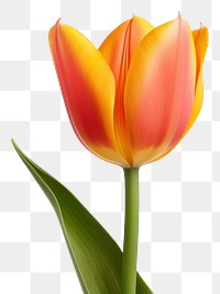 PNG Flower tulip plant inflorescence. 