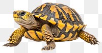 PNG Reptile animal turtle transparent background