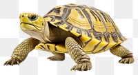 PNG Reptile animal turtle transparent background