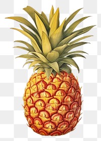 PNG Pineapple fruit plant food. 